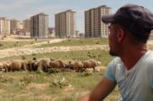 Gaziantep’te sürülen sürüler: Hayvancılığı bırakacağız